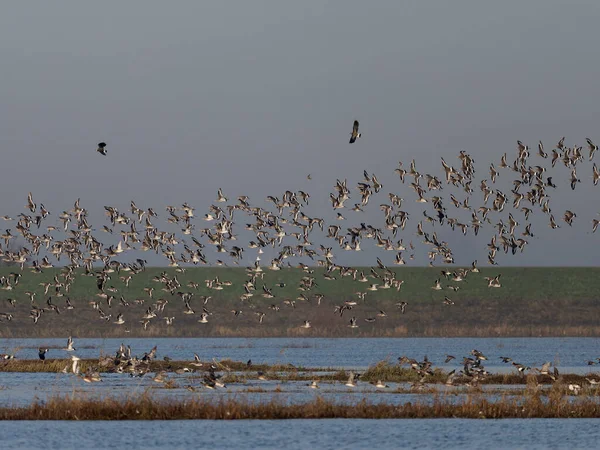 Black Tail Godwit Limosa Limosa Flock Birds Flight Welney Norfolk — 图库照片