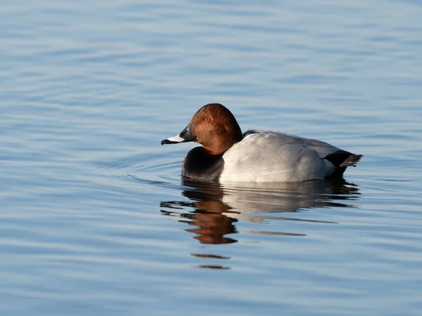 Kuzey Pochard Aythya Ferina Üzerinde Bekar Erkek Welney Norfolk Ocak — Stok fotoğraf