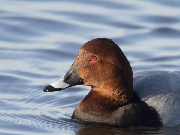 Północny Pochard Aythya Ferina Samotny Samiec Wodzie Welney Norfolk Styczeń — Zdjęcie stockowe