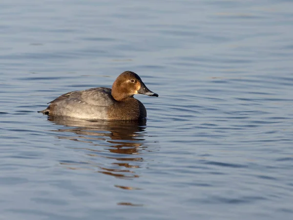 Nordlig Pochard Aythya Ferina Singelhona Vatten Welney Norfolk Januari 2022 — Stockfoto