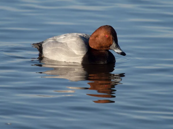 Północny Pochard Aythya Ferina Samotny Samiec Wodzie Welney Norfolk Styczeń — Zdjęcie stockowe