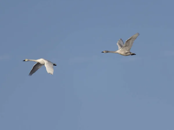 Whooper Swan Cygnus Cygnus Two Birds Flight Welney Norfolk January — 图库照片
