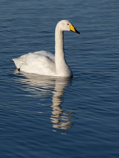 Whooper Swan Cygnus Cygnus Single Bird Water Welney Norfolk Gennaio — Foto Stock