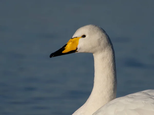 Whooper Swan Cygnus Cygnus Strzał Głowę Jednego Ptaka Welney Norfolk — Zdjęcie stockowe