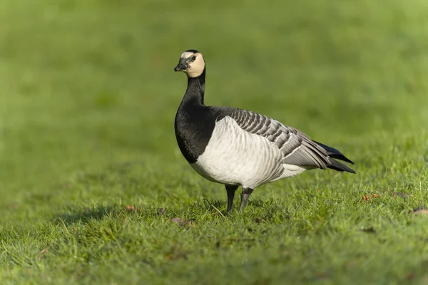 Barnacla Branta Leucopsis Pájaro Soltero Sobre Hierba Enero 2022 — Foto de Stock