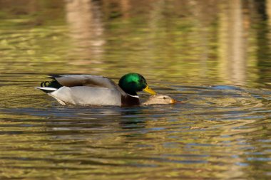 Mallard, Anas platyrhynchos, su üzerinde çiftleşme, Worcestershire, Ocak 2022