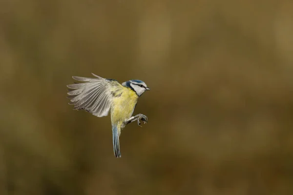 Blue Tit Cyanistes Caeruleus Single Bird Flight Warwickshire January 2022 — ストック写真