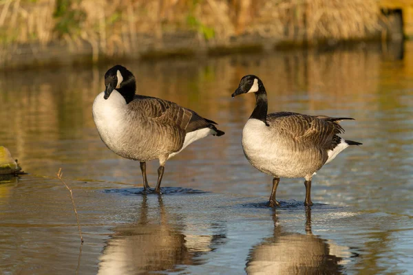Canada Gans Branta Canadensis Twee Vogels Het Water Worcestershire Januari — Stockfoto