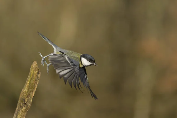 Great Tit Parus Major Single Bird Flight Warwickshire January 2022 —  Fotos de Stock