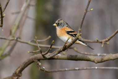Brambling, Fringilla montifringilla, tek bir kuş, Warwickshire, Ocak 2022