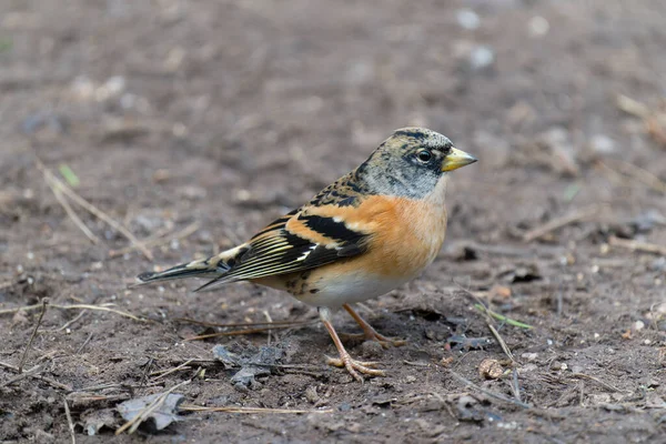 Brambling Fringilla Montifringilla Oiseau Solitaire Sol Warwickshire Janvier 2022 — Photo