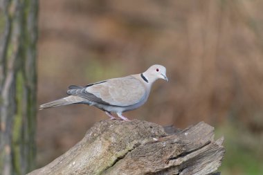 Yakalı güvercin, Streptopelia dekaokto, günlükte tek kuş, Warwickshire, Ocak 2022