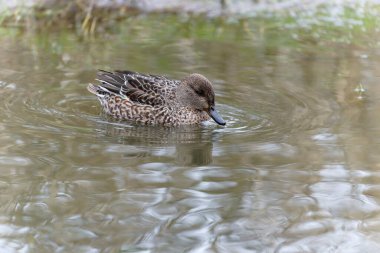 Teal, Anas Crecca, tek kadın, Gloucestershire, Ocak 2022