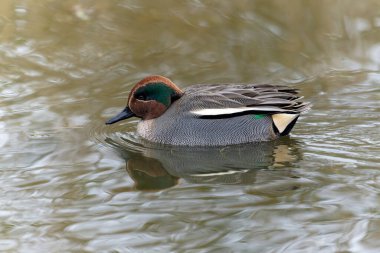 Teal, Anas Crecca, bekar erkek, Gloucestershire, Ocak 2022