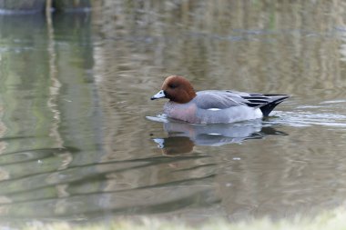 Wigeon, Anas Penelope, bekar erkek, Gloucestershire, Ocak 2022