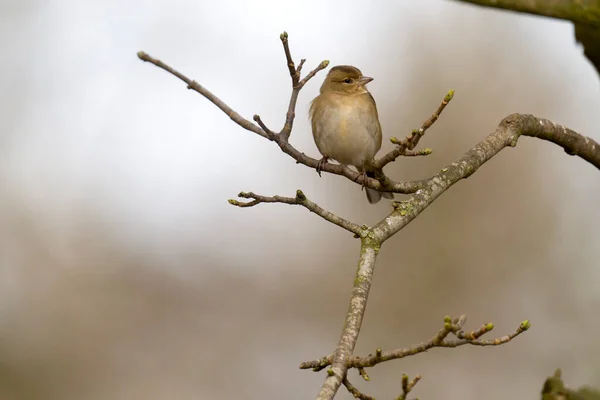 Fringuello Fringilla Coelebs Femmina Single Ramo Warwickshire Gennaio 2022 — Foto Stock