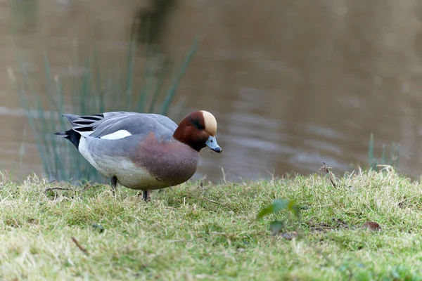 Wigeon Anas Penelope Mâle Célibataire Sur Herbe Par Eau Gloucestershire — Photo