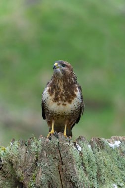 Yaygın akbaba, Buteo buteo, tek günlük kuş, Warwickshire, Şubat 2022