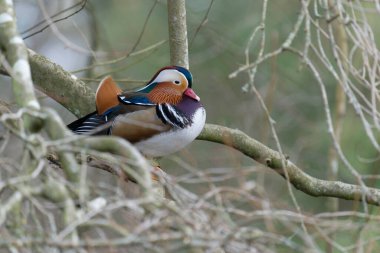 Mandarin ördeği, Aix galericulata, Londra, Şubat 2022, ağaçta bekâr erkek.