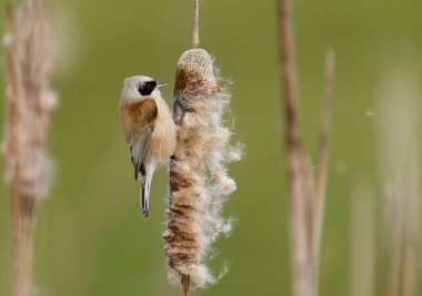 Penduline tit, Remiz pendulinus, single bird on reed, Somerset, February 2022