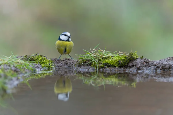 Blue Tit Cyanistes Caeruleus Single Bird Water Warwickshire February 2022 — Stockfoto