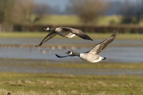 Canada Goose Branta Canadensis Two Birds Flight Gloucestershire February 2022 — стокове фото