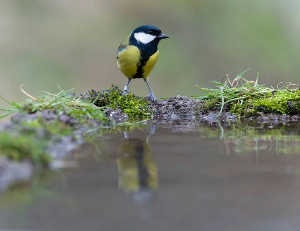 Great Tit Parus Major Single Bird Water Warwickshire February 2022 — Foto Stock