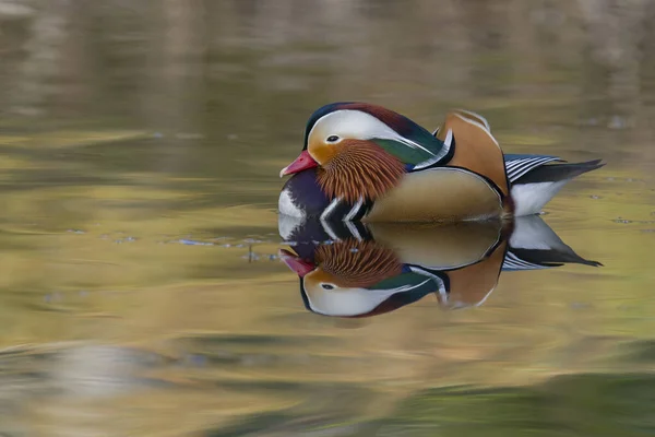 Canard Mandarin Aix Galericulata Mâle Seul Sur Eau Londres Février — Photo