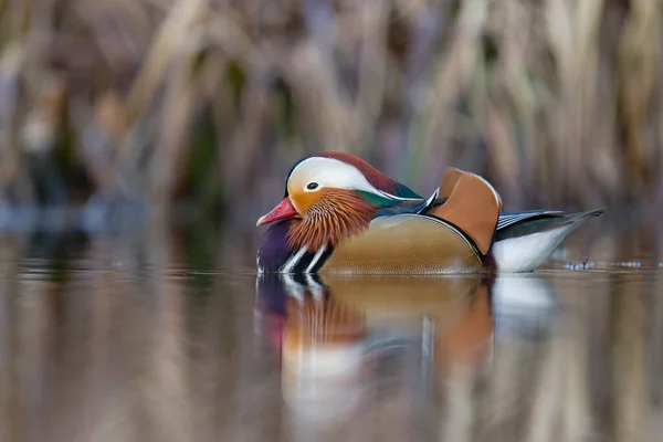 Mandarinente Aix Galericulata Einzelnes Männchen Auf Dem Wasser London Februar — Stockfoto