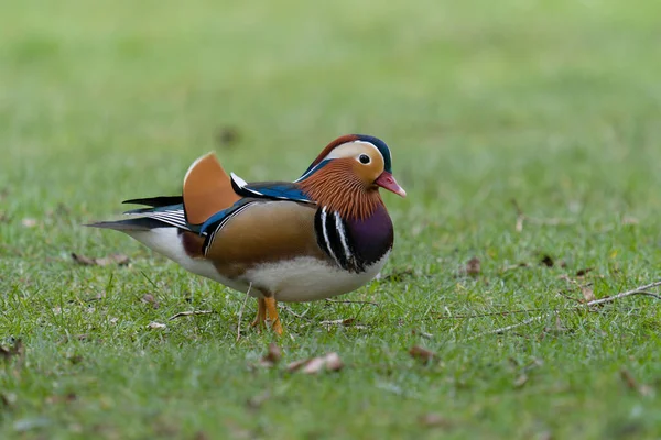 Mandarin ördeği, Aix galericulata, Londra, Şubat 2022