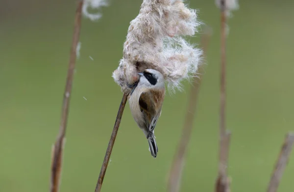 Penduline Tit Remiz Pendulinus Single Bird Reed Somerset February 2022 — Stockfoto