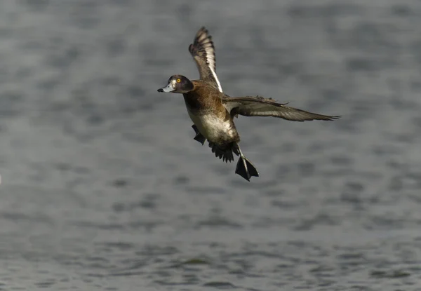 Pato Copetudo Aythya Fuligula Hembra Soltera Vuelo Gloucestershire Febrero 2022 — Foto de Stock