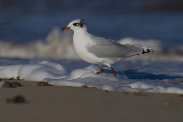 Möwe Larus Melanocephalus Einzelvogel Strand Sussex Februar 2022 — Stockfoto