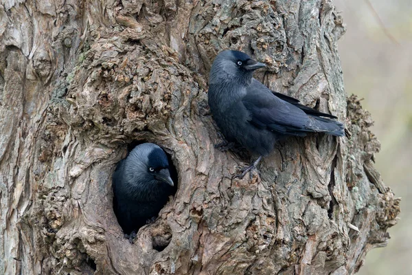 Jackdaw Corvus Monedula Two Bird Nest Hole Tree Gloucestershire March — ストック写真