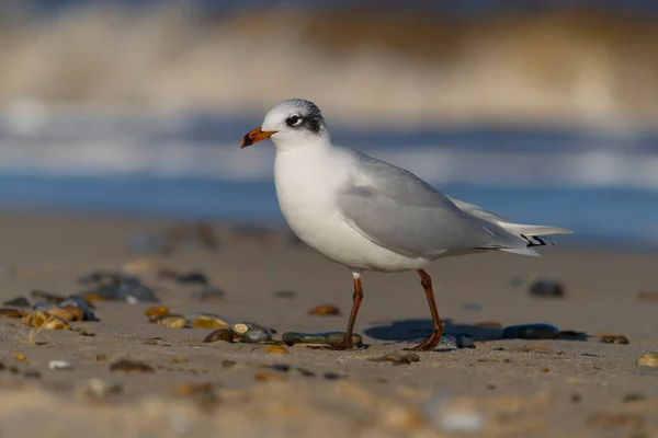 Средиземноморская Чайка Larus Melanocephalus Одинокая Птица Пляже Сассекс Февраль 2022 — стоковое фото