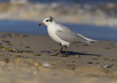 Akdeniz martısı, Larus melanocephalus, sahildeki tek kuş, Sussex, Şubat 2022