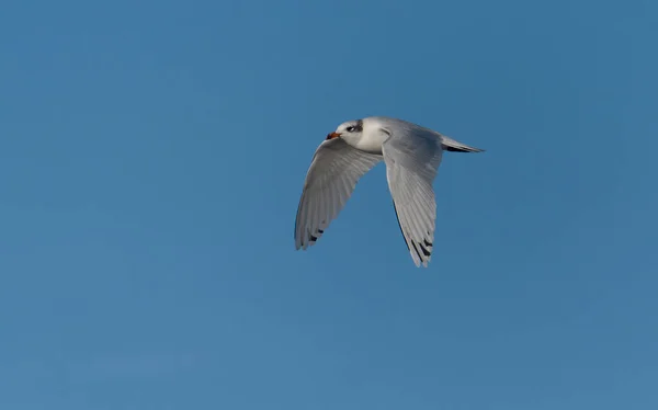 Akdeniz Martısı Larus Melanocephalus Uçan Tek Kuş Sussex Şubat 2022 — Stok fotoğraf