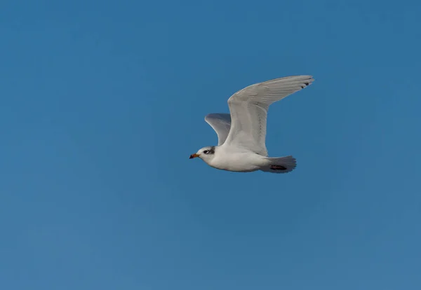 Μεσογειακός Γλάρος Larus Melanocephalus Ένα Πτηνό Πτήσει Sussex Φεβρουάριος 2022 — Φωτογραφία Αρχείου