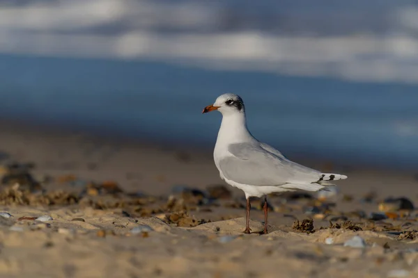 Средиземноморская Чайка Larus Melanocephalus Одинокая Птица Пляже Сассекс Февраль 2022 — стоковое фото