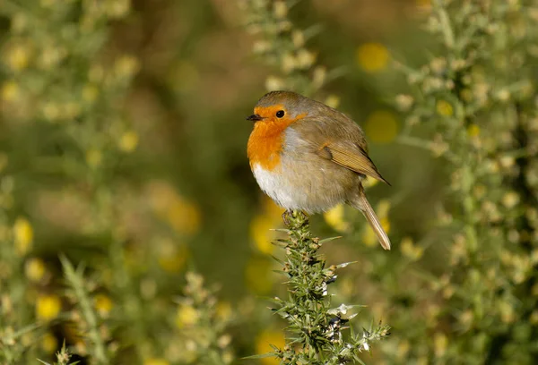 Robin Erithacus Rubecula Uccello Single Ginestra Sussex Febbraio 2022 — Foto Stock