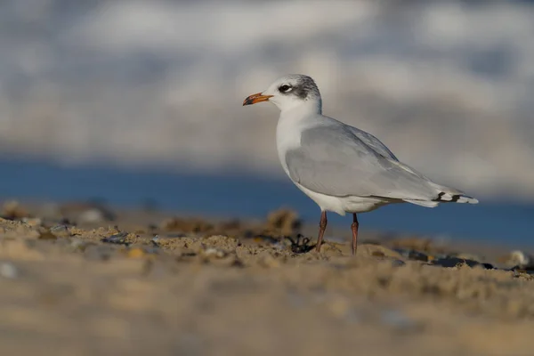 Mediterranean Gull Larus Melanocephalus Single Bird Beach Sussex February 2022 — Stock Photo, Image