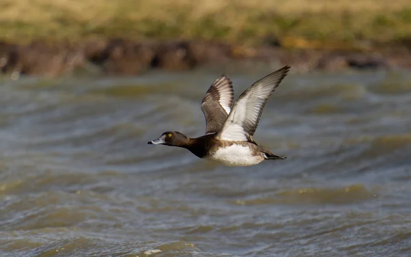 Tufted Duck Aythya Fuligula Einzelnes Männchen Auf Der Flucht Gloucestershire — Stockfoto