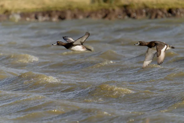 Tufted Duck Aythya Fuligula Erkek Dişi Uçuş Gloucestershire Şubat 2022 — Stok fotoğraf