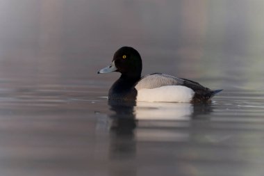 Daha büyük scaup, Aythya marila, su üzerinde bekar erkek, Northumberland, Mart 2022