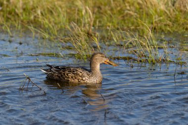 Kuzeyli kürekçi, Anas clypeata, su üzerindeki bekar kadın, Kent, Mart 2022