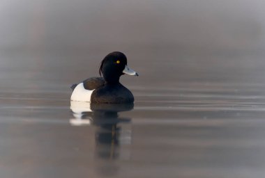 Tufted Duck, Aythya fuligula, su üstünde bekar erkek, Northumberland, Mart 2022