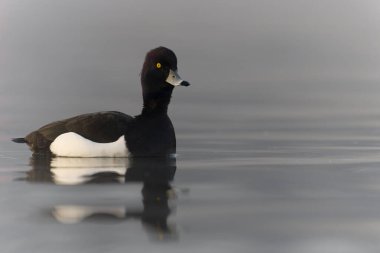 Tufted Duck, Aythya fuligula, su üstünde bekar erkek, Northumberland, Mart 2022