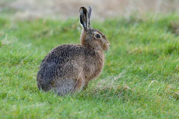 Lebre Marrom Europeia Lepus Europaeus Lebre Única Grama Kent Março — Fotografia de Stock