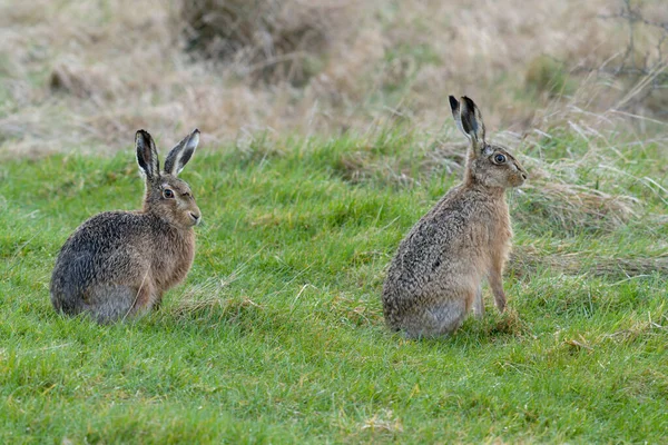 Brown European Hare Lepus Europaeus Two Hares Grass Kent March — Stock Photo, Image