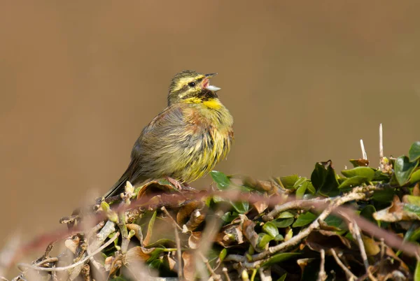 Cirl Bunitng Emberiza Cirlus Single Bird Singing Branch Devon Μάρτιος — Φωτογραφία Αρχείου